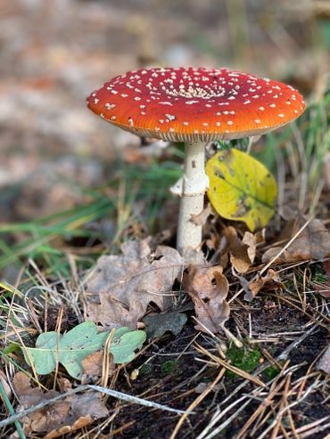 De vliegenzwam is één van de meest herkenbare mycorrhizavormende soorten en komt door zijn vermogen om met een breed scala aan bomen mycorrhiza te vormen in een groot deel van de wereld voor