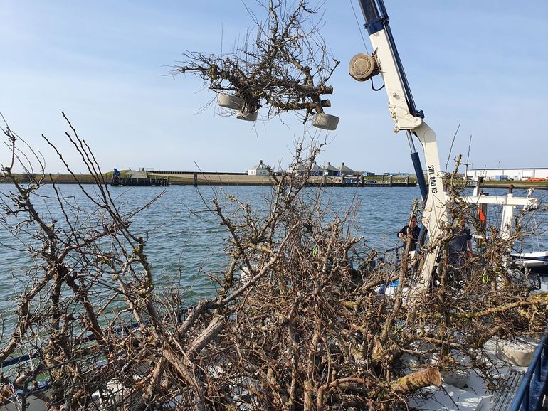 Stukken TreeReef worden aan boord gebracht