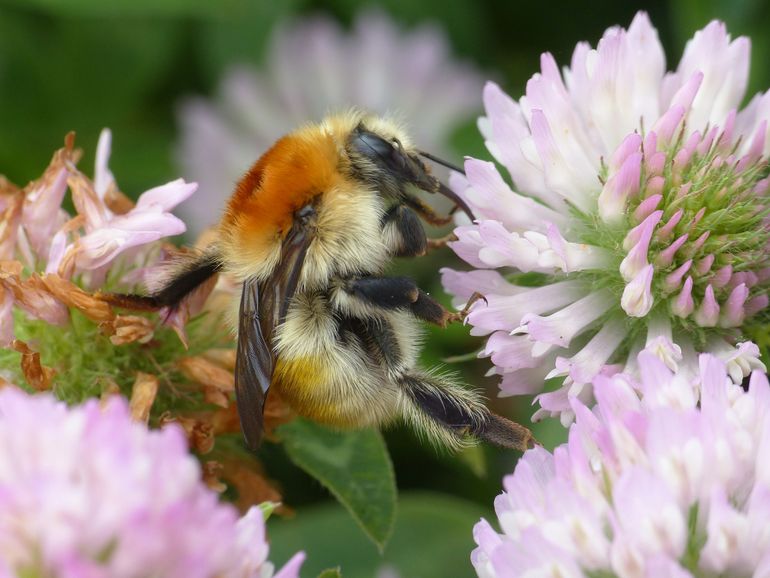 De moshommel is vrij zeldzaam in Nederland. Bescherming en ecologie van hommels waren belangrijke onderwerpen tijdens het Europese hommelsymposium