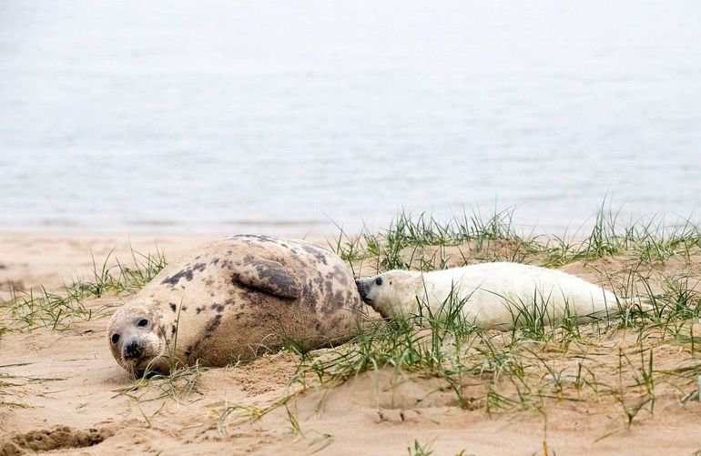 Grijze zeehond met een pup, de laatste duidelijk herkenbaar aan de witte vacht