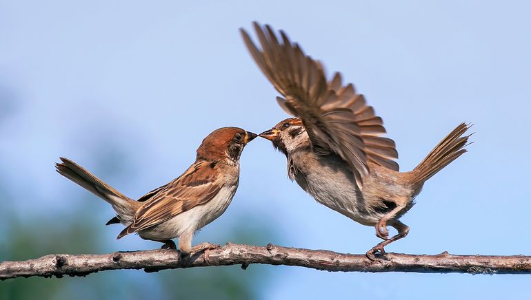 Weten welke vogelsoorten in uw buurt voorkomen? Ga dan naar www.mijnvogeltuin.nl