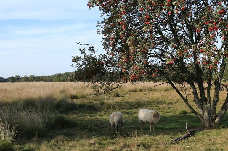 Wilde lijsterbes draagt nu opvallende oranje bessen, waar vogels dol op zijn