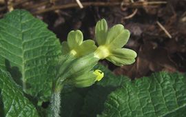 Slanke sleutelbloem