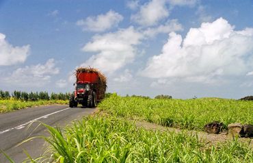 Suikerplantages bij Bel Air op Mauritius (2004)