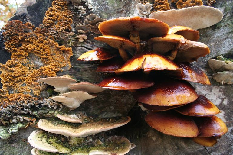 Zwammen floreren op dood hout, helpen het te verteren en zijn aantrekkelijk voor insecten