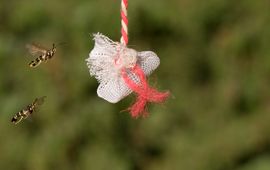 Eikenwespvlinders op artificieel feromoon