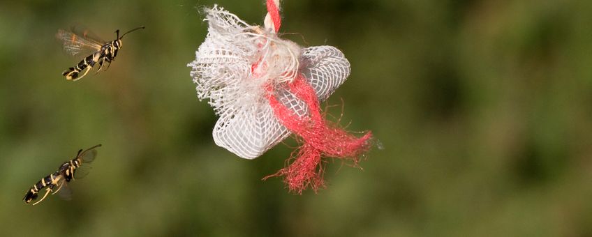 Eikenwespvlinders op artificieel feromoon