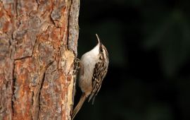 Certhia brachydactyla. Boomkruiper