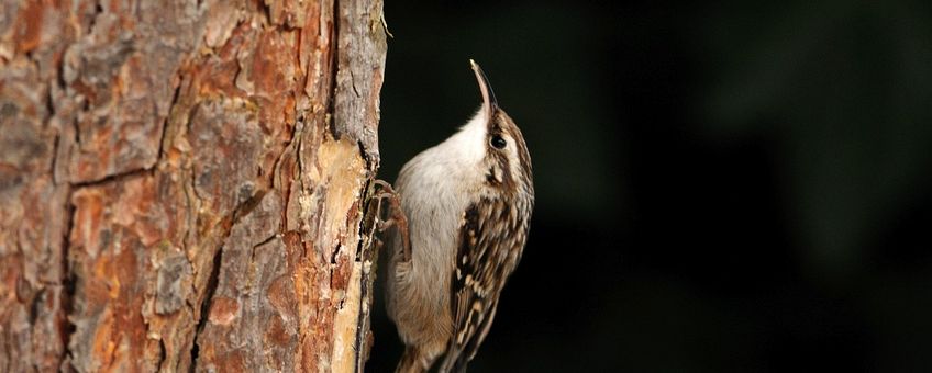 Certhia brachydactyla. Boomkruiper