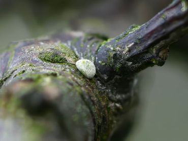 Sleedoornpage overwintert als ei