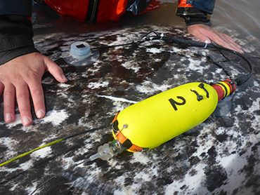 Instruments were attached to narwhals with suction cups and fell off after one to three days, floating to the surface where they could be recovered by the scientists