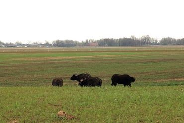 Waterbuffels verkennen hun leefgebied