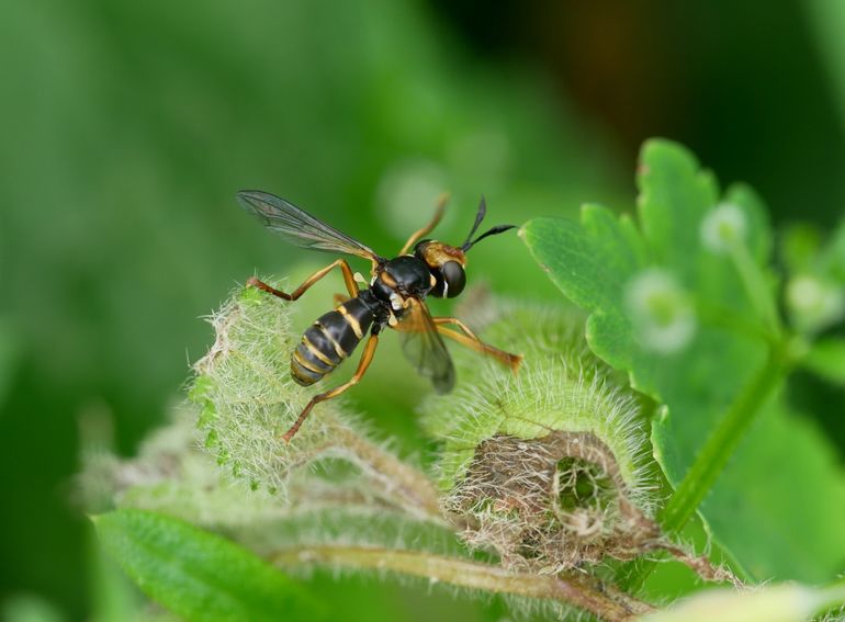 De Stekeldrager (Abrachyglossum capitatum) is vooral bekend uit Zuidoost-Nederland. De vondst in Rotterdam was dus een bijzondere verrassing