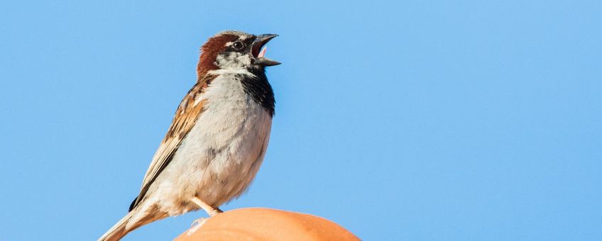 Huismus op dak