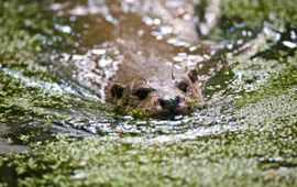 Karsten Reiniers, ARK Natuurontwikkeling VOOR EENMALIG GEBRUIK Otter VOOR EENMALIG GEBRUIK