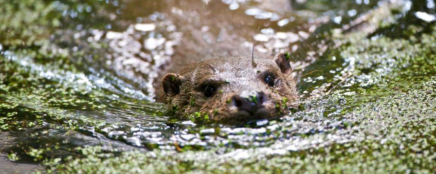 Otter VOOR EENMALIG GEBRUIK