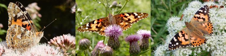 Distelvlinders zijn groot, opvallend en fotogeniek