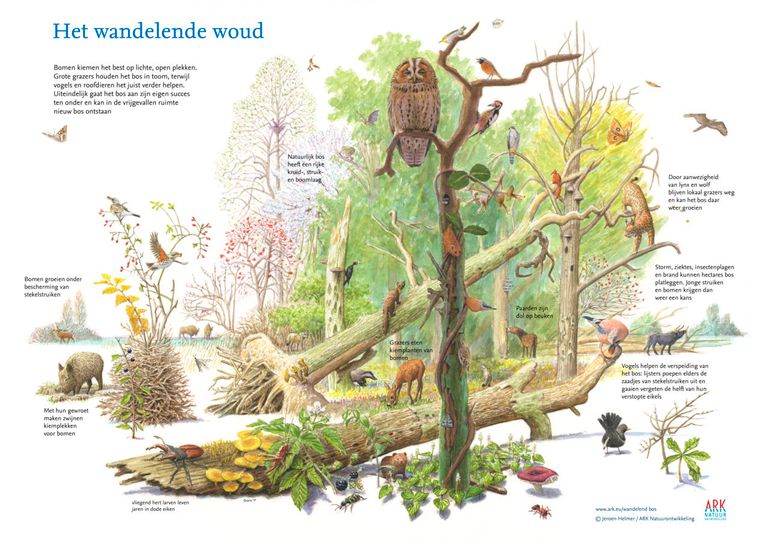 Deze illustratie van een wandelend bos is gratis te downloaden in de ARK Web(geef)winkel. Klik op de illustratie om er naar toe te gaan