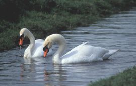 Cygnus olor. Knobbelzwaan