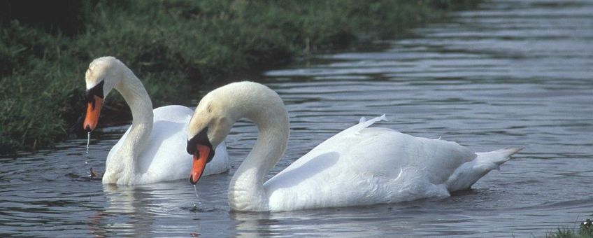 Cygnus olor. Knobbelzwaan