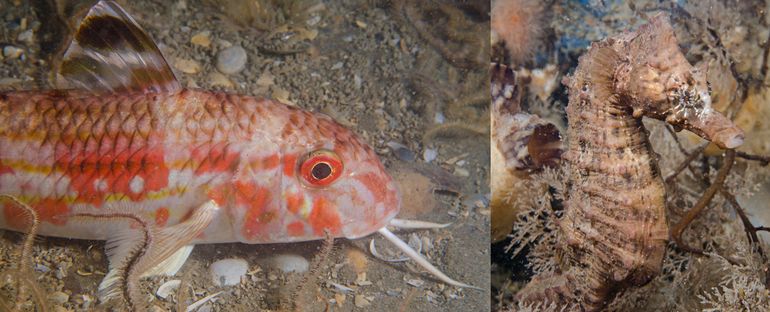 Mul (links) en Kortsnuitzeepaardje (rechts), Oosterschelde, 2017