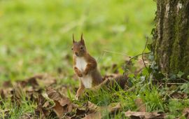 Jan Nijendijk, Saxifraga Sciurus vulgaris, Eekhoorn
