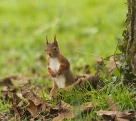 Sciurus vulgaris, Eekhoorn