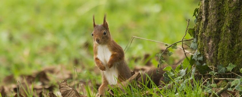 Sciurus vulgaris, Eekhoorn