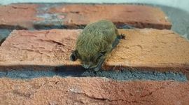 Ruige dwergvleermuis (Pipistrellus nathusii)
