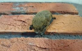 Ruige dwergvleermuis (Pipistrellus nathusii)