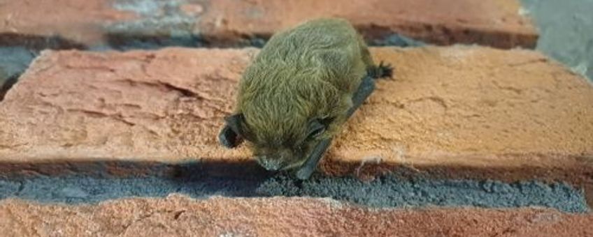 Ruige dwergvleermuis (Pipistrellus nathusii)