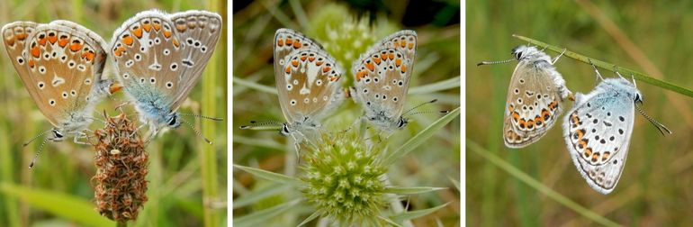 Parende blauwtjes v.l.n.r. icarusblauwtje, bruin blauwtje & heideblauwtje