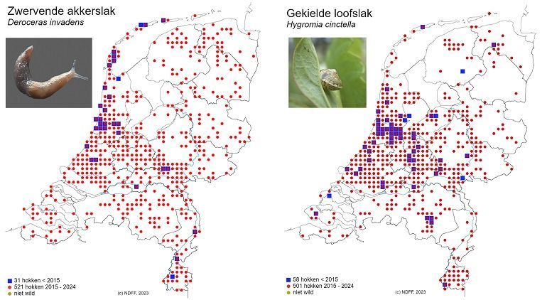 Verspreiding van twee niet-inheemse geïntroduceerde soorten die na 2015 zeer sterk zijn toegenomen. Landelijke verspreiding vóór (blauw) en na 2015 (rood). Links: Zwervende akkerslak (Deroceras invadens); rechts: Gekielde loofslak (Hygromia cinctella)