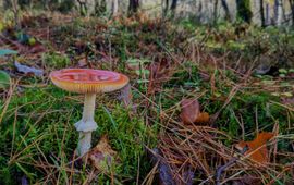 Karen Bosma Vliegenzwam, Amanita muscaria, 24-11-2023, Apeldoorn