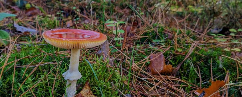 Vliegenzwam, Amanita muscaria, 24-11-2023, Apeldoorn