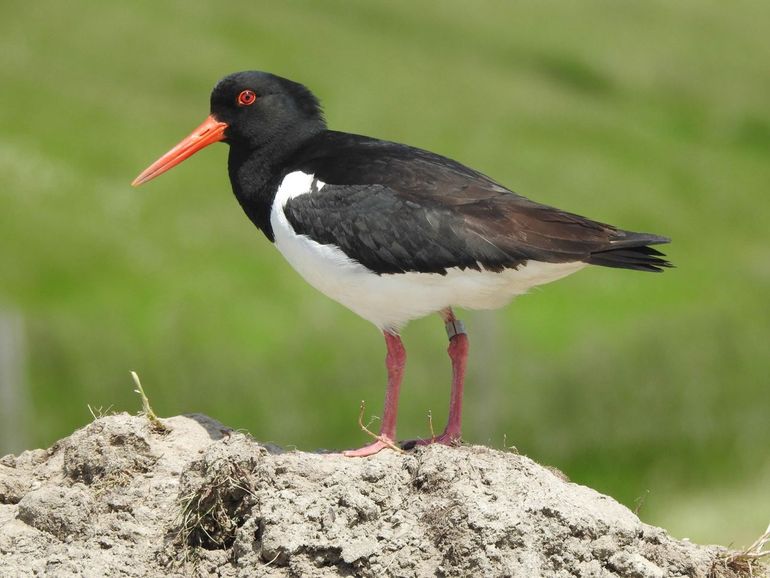 Scholekster met een metalen ring (dit is niet de vogel van 46 jaar oud)