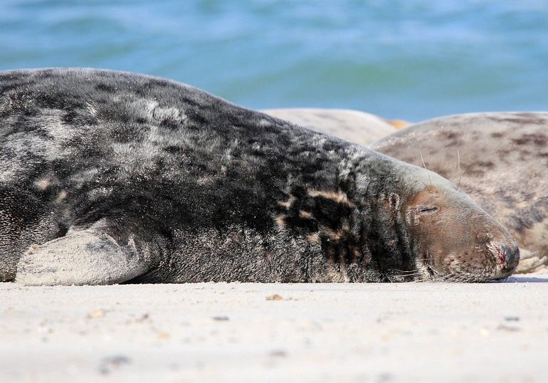 Grijze zeehond