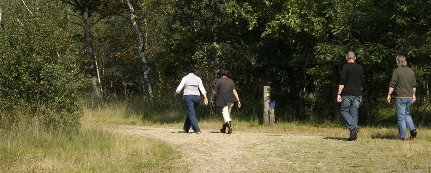 NL, Noord-Brabant, Bladel, Neterselsche Heide 11