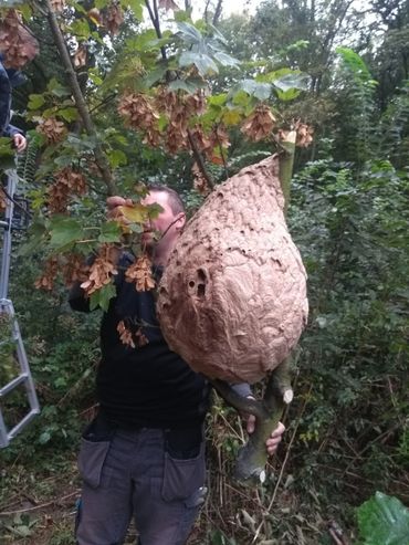 Nest van de Aziatische hoornaar in de gemeente Spijkenisse (na ruiming)