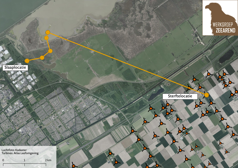 Vliegroute van de Zeearend op 31 januari 2022 vanaf de slaapboom tot aan de windturbine