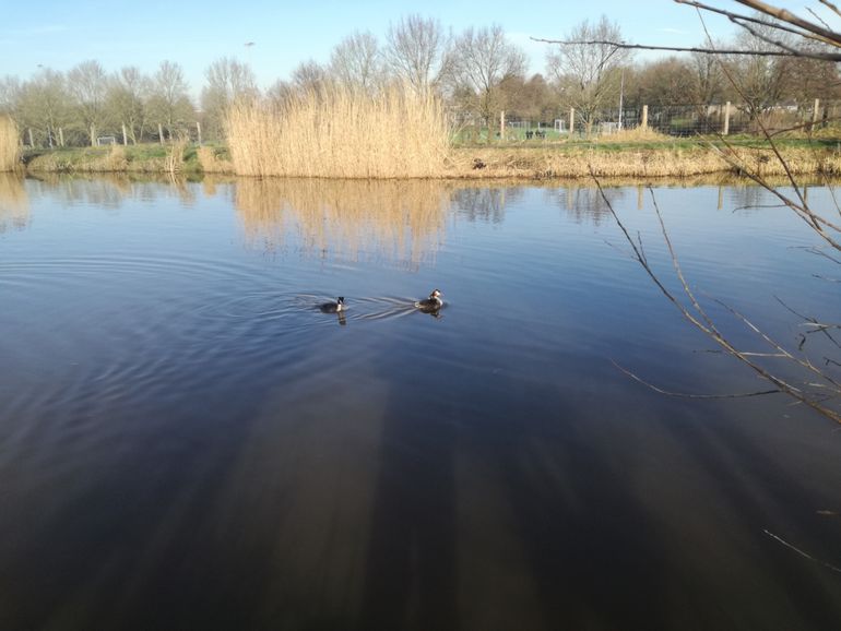 Twee futen met jong op de rug op 19 januari 2019