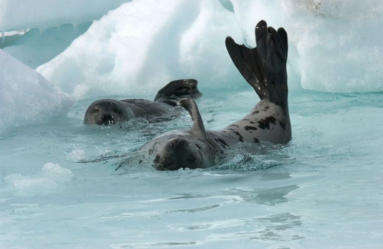 Zadelrobbenpups, geboren op het ijs in de Golf van St. Lawrence in Canada, zwemmen in een plas ijswater
