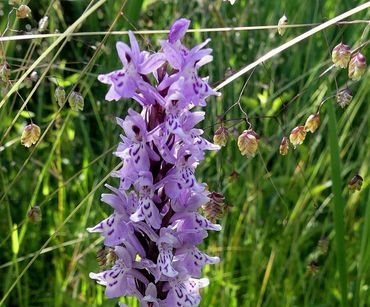 Orchidee en bevertjes op Oostvoorne