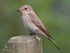 Muscicapa striata. Grauwe vliegenvanger