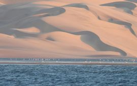 Flamingo's voor de imposante zandduinen langs de kust van Angola.