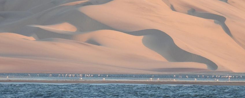 Flamingo's voor de imposante zandduinen langs de kust van Angola.