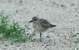 Piet Munsterman, Saxifraga Pluvialis squatarola. Zilverplevier