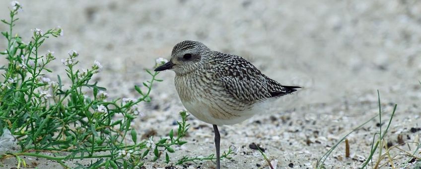 Pluvialis squatarola. Zilverplevier