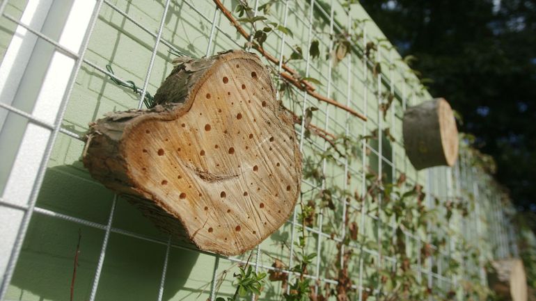 Je kan een schuur of garage natuurinclusief maken met een groene gevel met inheemse klimplanten en insectenhotels