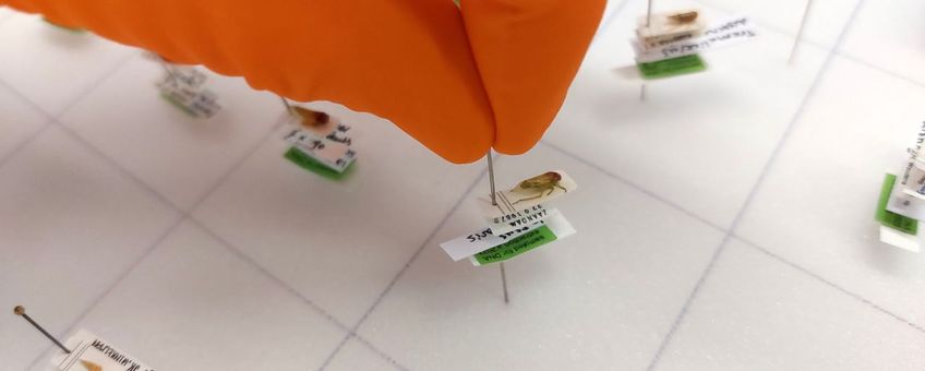 Sampling van collectiemateriaal in Naturalis (museum sampling van insecten)